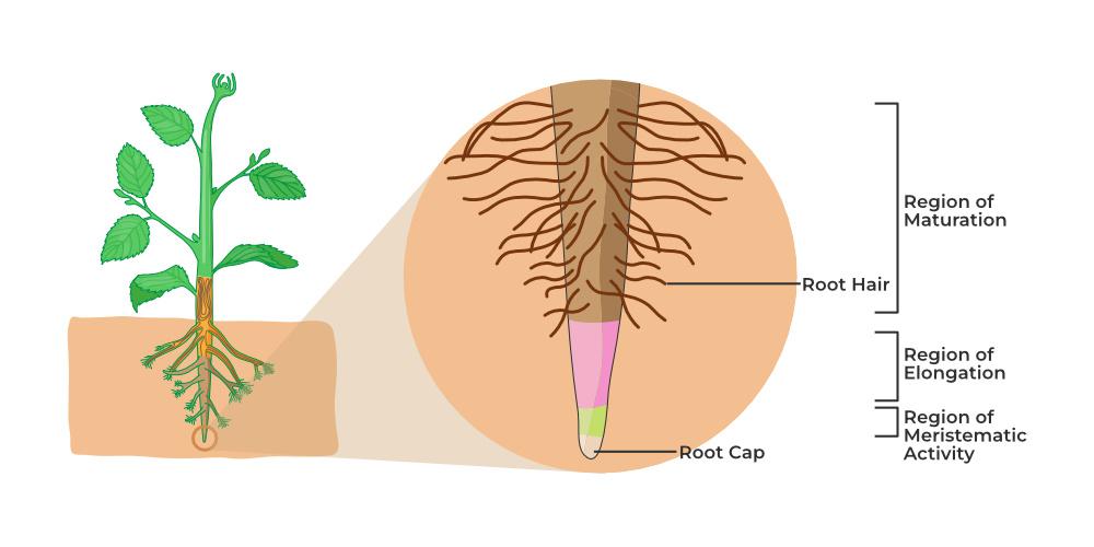 Chapter 7: Uptake and Transport of Water and Ions: